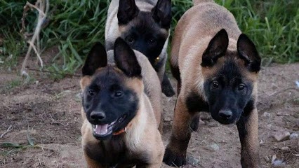 Cani Family, Pension pour Chiens à Malville