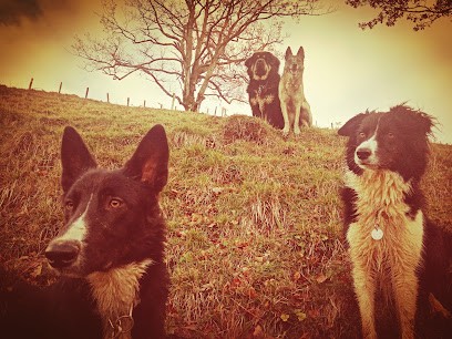 Dogzway, Dresseur de Chiens à Lourdios-Ichère