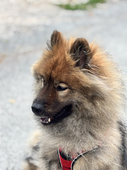 Pet Sitter And Co, Pension Pour Chien à Montagnac-sur-Auvignon