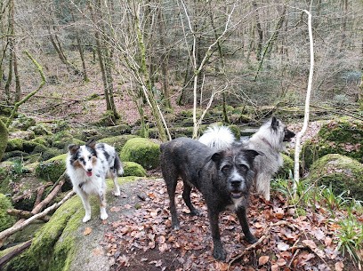Amicalement Canin, Dresseur de Chiens à Lucé