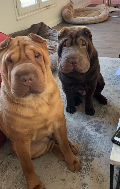 Elevage du Grand Baronnet, Eleveur de Chiens à Montceau-les-Mines