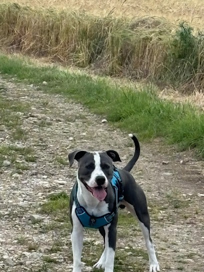 L'Hayden Comportementaliste Canin, Dresseur de Chiens à Saint-Hilaire-de-la-Côte