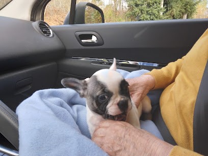 Laure Dessiaume, Eleveur de Chiens à La Geneytouse