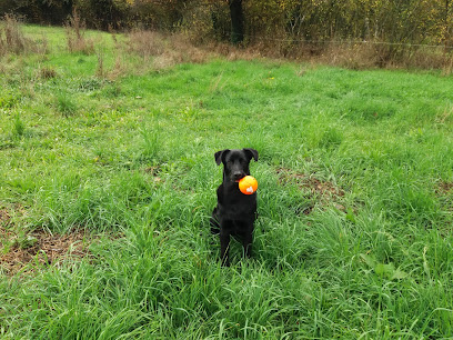 Toutou Club, Pension Pour Chien à Brunet