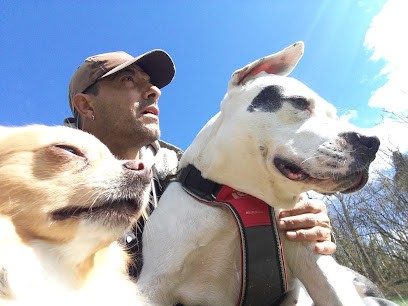 Services Canins, Dresseur de Chiens à Oberhaslach