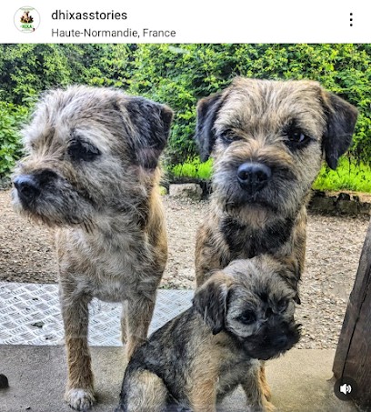 Élevage De Border Terrier D'Hixa's Stories, Eleveur de Chiens à Gancourt-Saint-Étienne