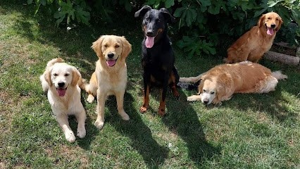 Elevage De La Cuvée Des Golden Boss, Eleveur de Chiens à Lagney