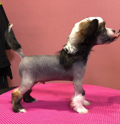 Élevage Wild Night's, Eleveur de Chiens à Walbourg