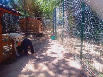 K2 NATURE Elevage et Pension Canine (ACCÈS et VISITES UNIQUEMENT SUR RENDEZ-VOUS), Eleveur de Chiens à Bages