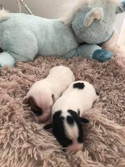 P'tits Amours De Jack-russell, Eleveur de Chiens à Bégadan