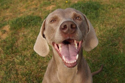 Chez Marth' 87, Pension pour Chiens à Oradour-sur-Vayres