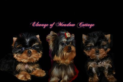 Elevage de Yorkshire, Eleveur de Chiens à San-Giuliano