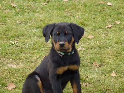 éleveur Berger De Beauce (beauceron) : élevage De Pontourné, Eleveur de Chiens à Écully