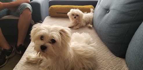 Poncelin de Raucourt Schultz Sylvie, Eleveur de Chiens à Brassac