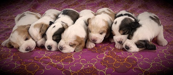 Des terres du Templier, Eleveur de Chiens à Cessey-sur-Tille
