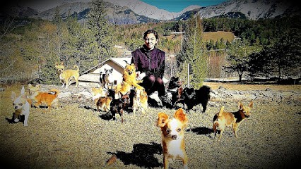 Élevage Passionnel De Bouledogue Exotique Chihuahua Et Spitz, Eleveur de Chiens à Ubaye-Serre-Ponçon