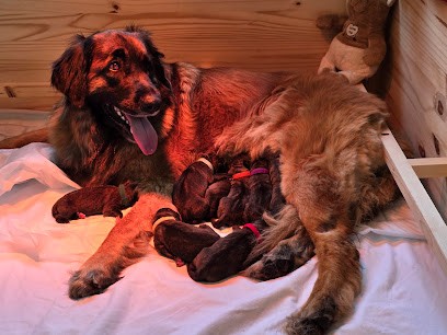 Les Patounes de Belledonne, Eleveur de Chiens à Revel