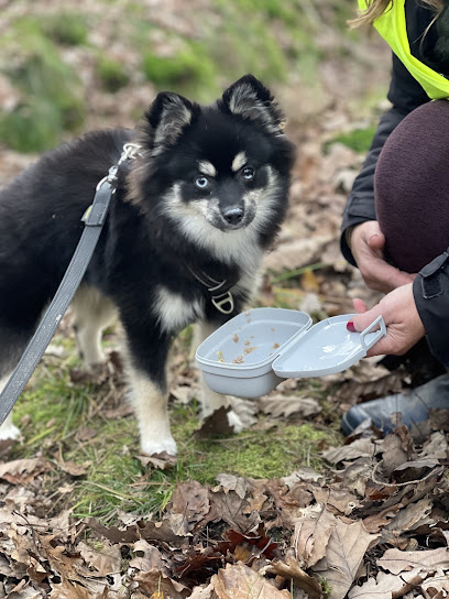 Dog Évolution Dresseur De Chiens à Draveil