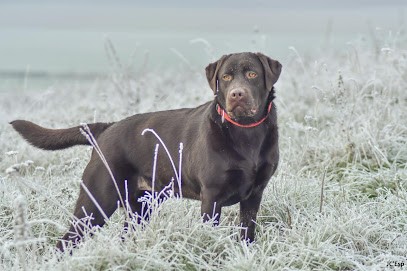 Des Grandes Plaines D'Artois, Eleveur de Chiens à Bancourt
