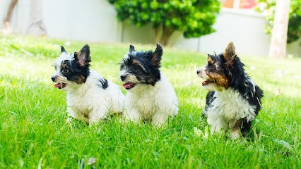 LES ÉTOILES DU SAINTOIS, Eleveur de Chiens à Forcelles-sous-Gugney