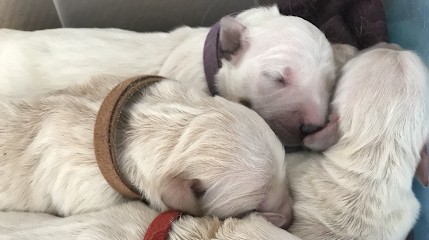 Elevage canin Jardin Sauvage, Eleveur de Chiens à Guiclan