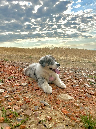 Elevage de la plaine du Grand Ried, Eleveur de Chiens à Guémar