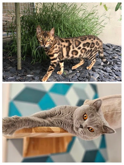 Chatterie du palace des félins / Élevage des géants de la chapelle, Eleveur de Chiens à Plédran