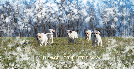 Élevage Of The Little Snow Éleveur De Chiens à Pouilly-lès-Feurs