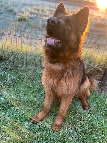 Élevage Des Terres d'Harmony, Eleveur de Chiens à Orange
