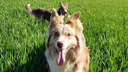 4 Pattes Et Compagnie, Eleveur de Chiens à Fomperron