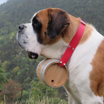 El Santbernat de la Ruta de les Garrotxes, Eleveur de Chiens à Sansa