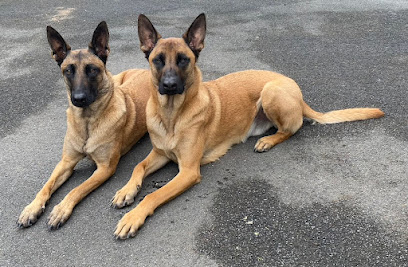 Éducateur Canin Diplômé D'état J-Luc'éduc, Dresseur De Chiens à Saint-Philippe-du-Seignal