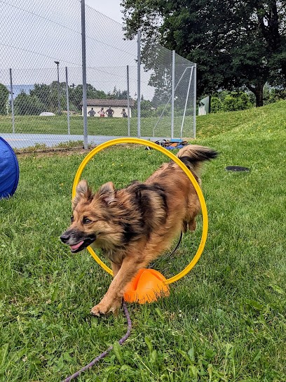 Apprentitruffe, Dresseur de Chiens à Saint-Égrève