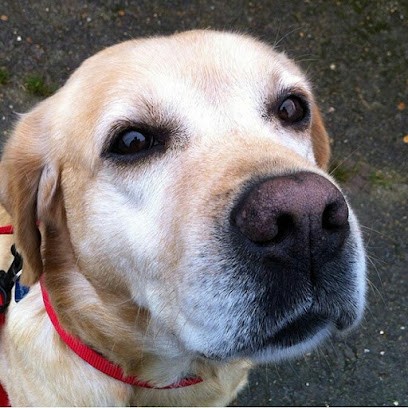 Pension Douillet, Pension pour Chiens à Bois-Guillaume