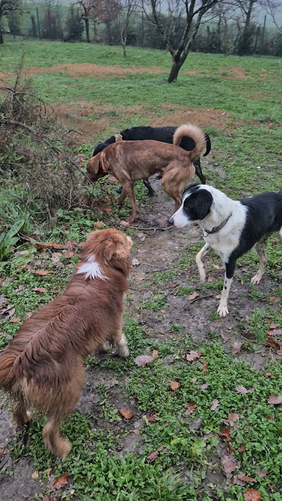 Le Jardin De Nina Pension Pour Chien à Cadalen