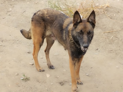 Kn1Dognose Élevage De Malinois & Pension Canine Éleveur De Chiens à Corneilla-la-Rivière