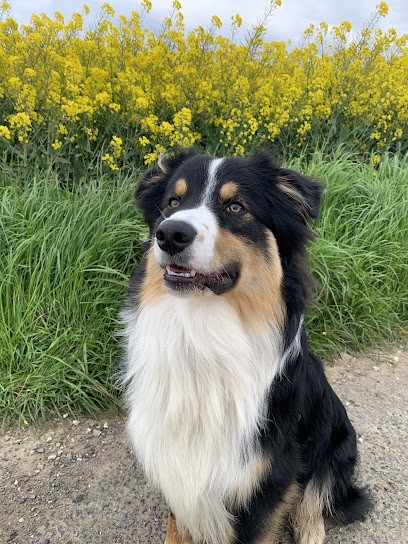 Paws Up ! Éducateur Comportementaliste Canin, Dresseur de Chiens à Lille