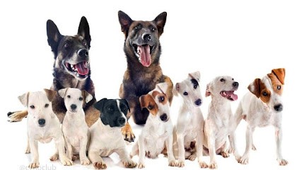 Le Domaine D'Utah, Pension pour Chiens à Nîmes