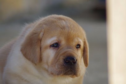 Elevage Labradors de la Vallée de Brétignolle, Eleveur de Chiens à Sainte-Néomaye