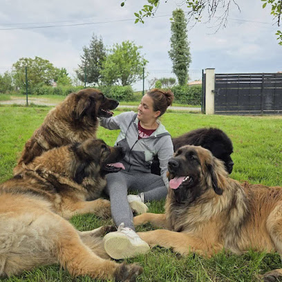 Élevage Leonberg Du Petit Chemausin Éleveur De Chiens à Beaupréau-en-Mauges