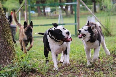 L'isle Aux Chiens, Dresseur de Chiens à Soleymieu