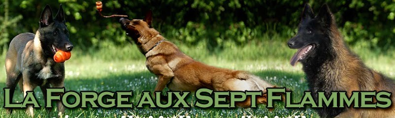 Elevage De La Forge Aux Sept Flammes, Eleveur de Chiens à Santranges