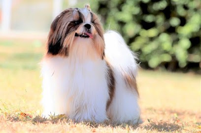 Elevage De La Baronnerie Des Cuillerdier. Shih-Tzu, Berger Australiens ., Eleveur de Chiens à Saint-Jean-Froidmentel
