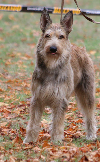 La Rivière Authie Éleveur De Chiens à Labroye