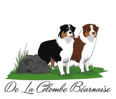 Élevage canin de la Colombe Béarnaise - Chiens et chiots berger australien, Eleveur de Chiens à Espoey