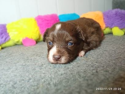 Du Domaine de Keroual, Eleveur de Chiens à Tourch