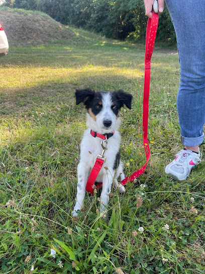 Canineland33 - Educateur Et Comportementaliste Canin - Bordeaux Et Ses Alentours Dresseur De Chiens à Verdelais