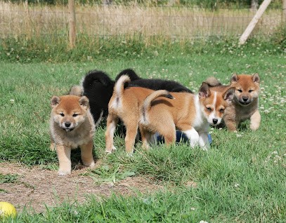 Elevage des Landes d'Etten - Shiba inu et Chien Norvégien de Macareux -, Eleveur de Chiens à Pornic