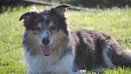 Chienmalin, Dresseur de Chiens à Mervans