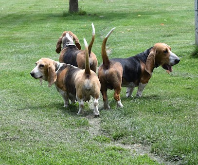 Élevage Du Cheval Marquet: élevages De Chien Basset Artesien Normand Et Pension Canine En Normandie FRANCE, Eleveur de Chiens à Rieux